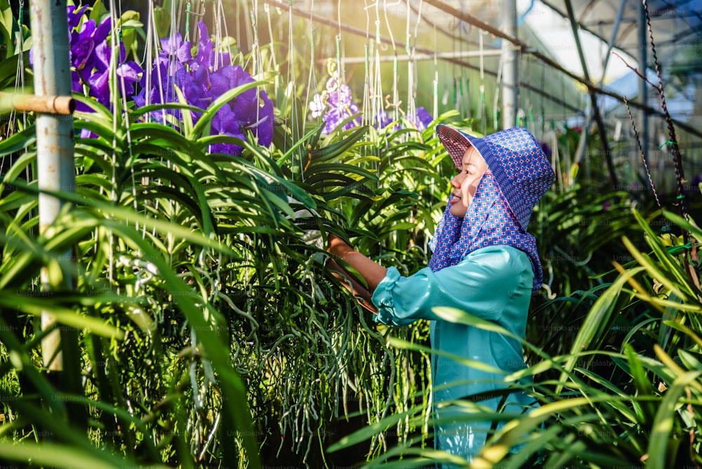 젊은 여성 노동자가 정원에서 난초 꽃을 돌보고 있습니다. 농업, 난초 농장 재배. 난초과, 반다 코에룰레아