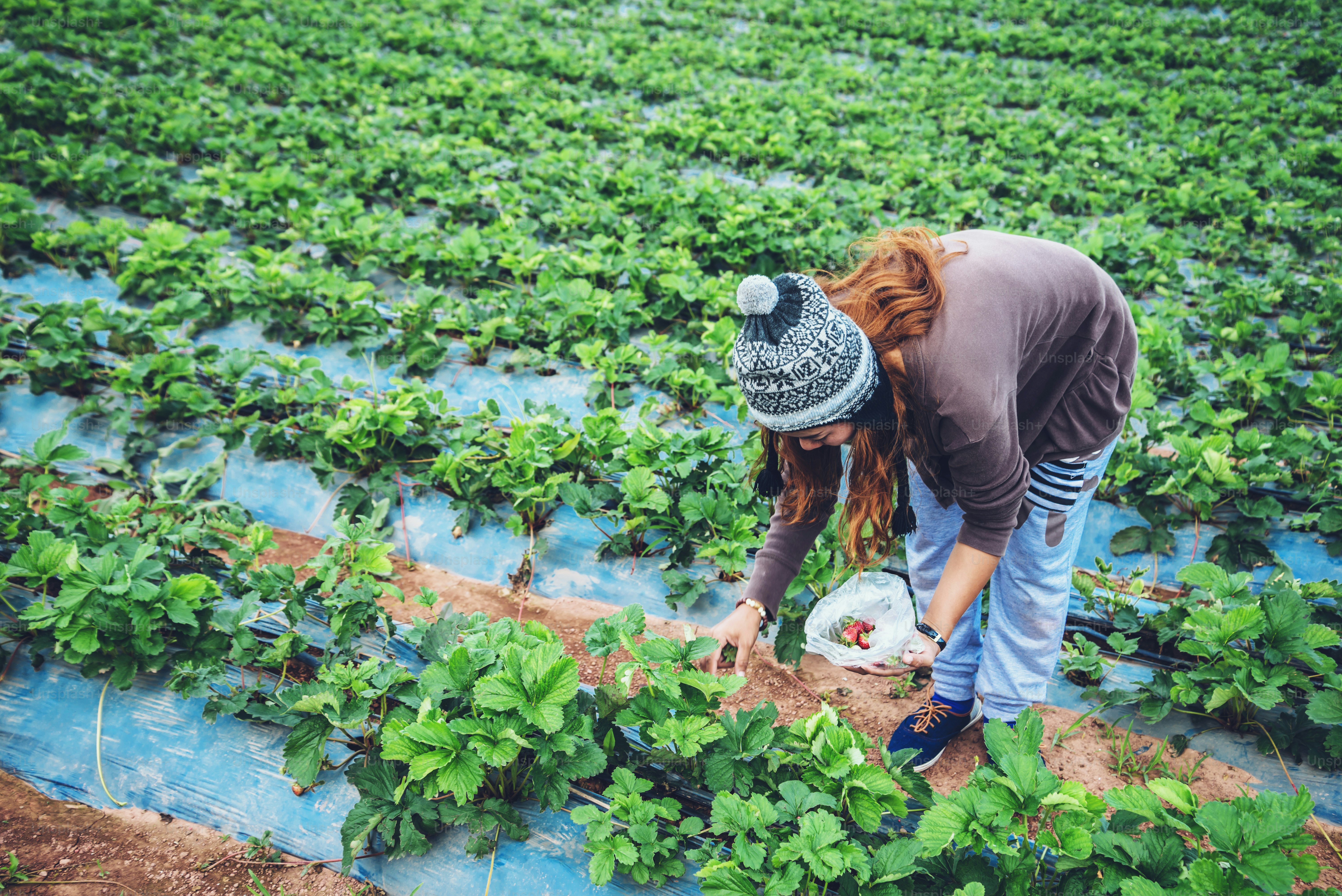 Asian women relax in the holiday. Keep strawberries in the garden. Mountain Park happily. In thailand