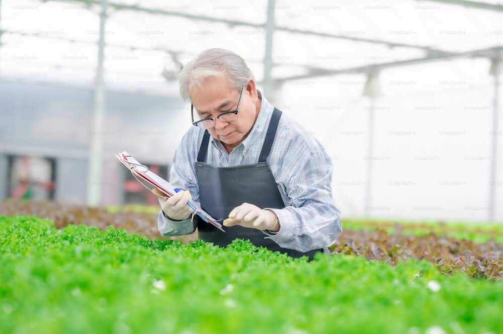 Senior Asian man farmer checking fresh green oak lettuce in hydroponic greenhouse farm
