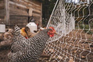 a close up of a chicken near a fence