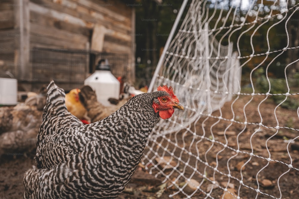 a close up of a chicken near a fence