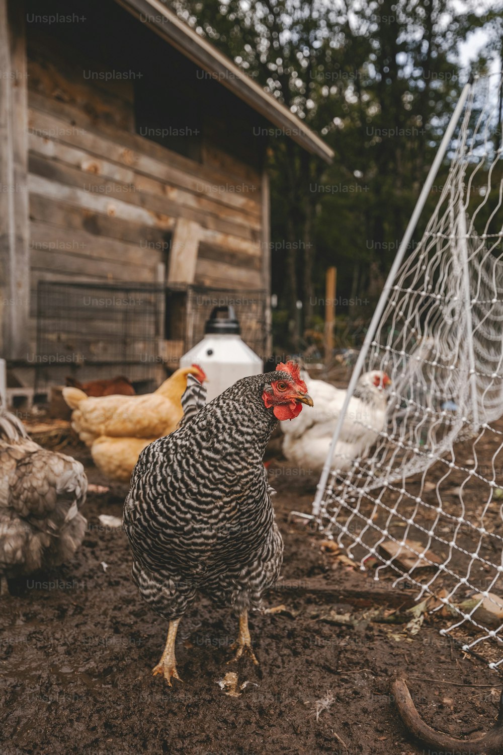 a group of chickens standing next to a chicken coop