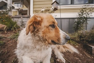 a brown and white dog sitting in front of a house