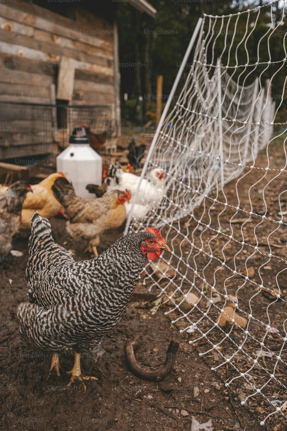 a group of chickens standing around a chicken coop