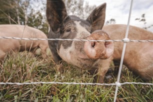 a pig sticking its head through a wire fence