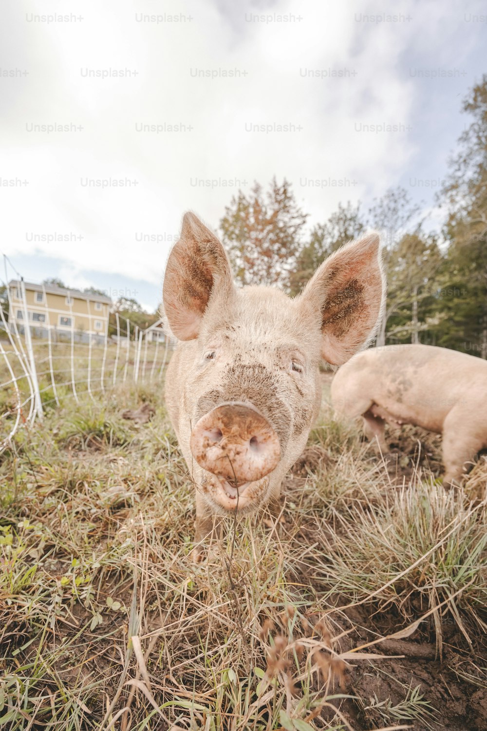 Un cerdo que está parado en la hierba