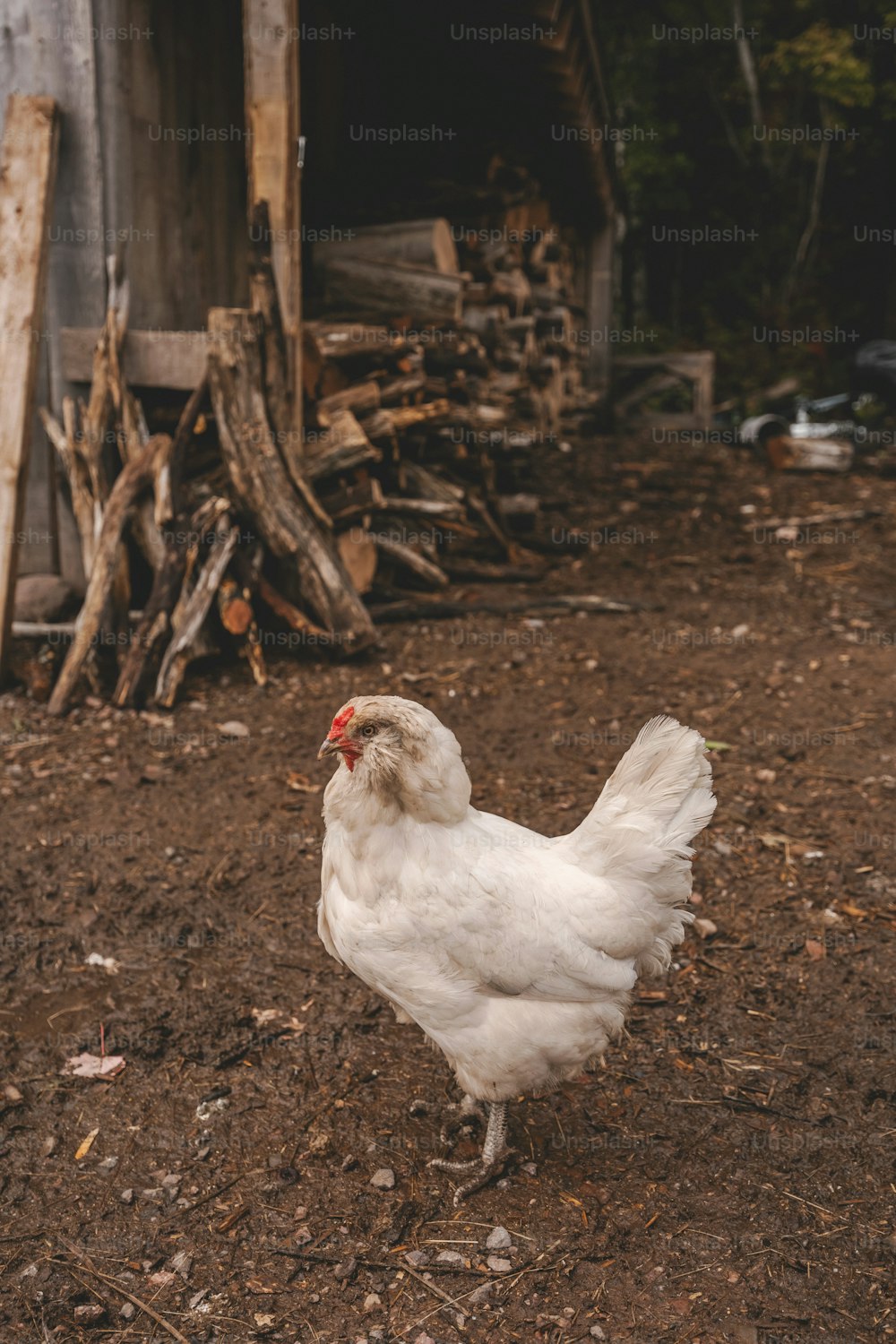 a white chicken standing on top of a dirt field