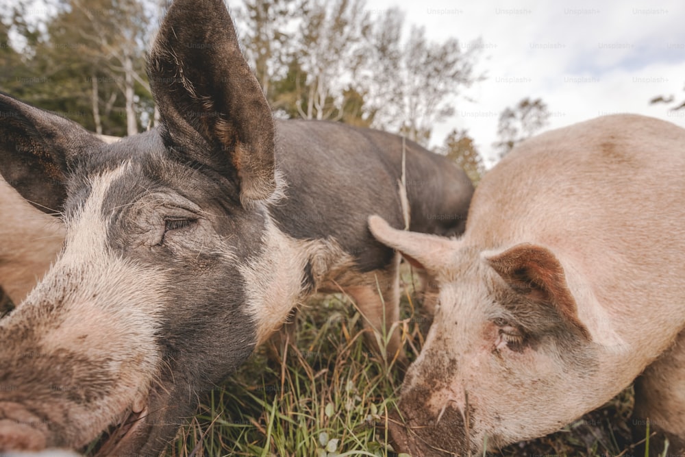 Un par de cerdos parados encima de un campo cubierto de hierba