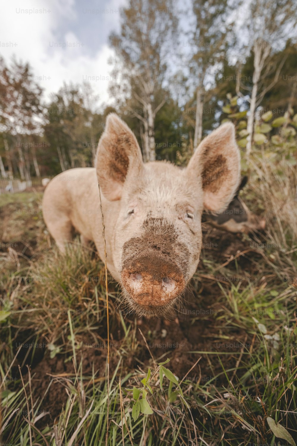 Un cerdo que está acostado en la hierba