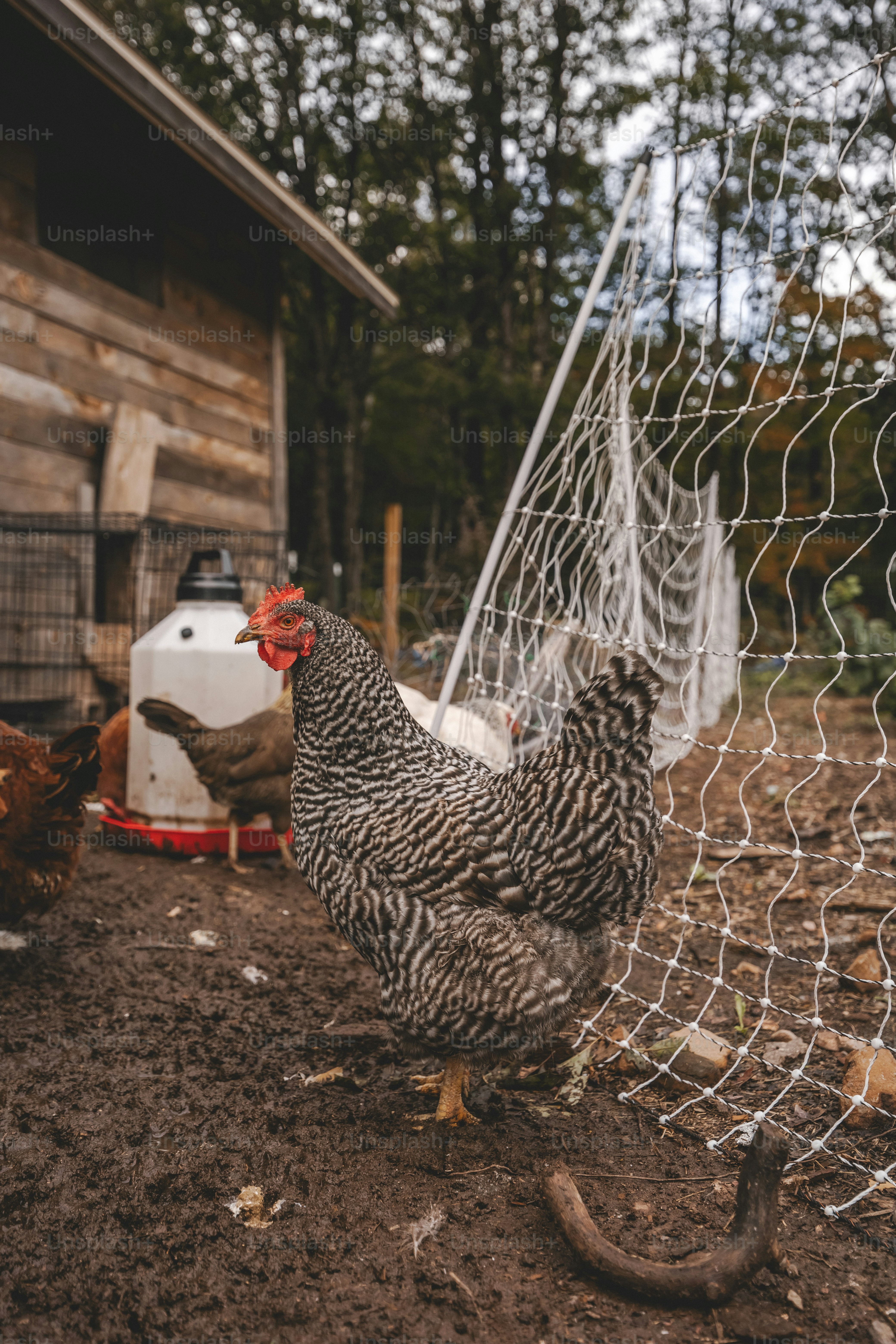 un couple de poulets debout à côté d’un poulailler