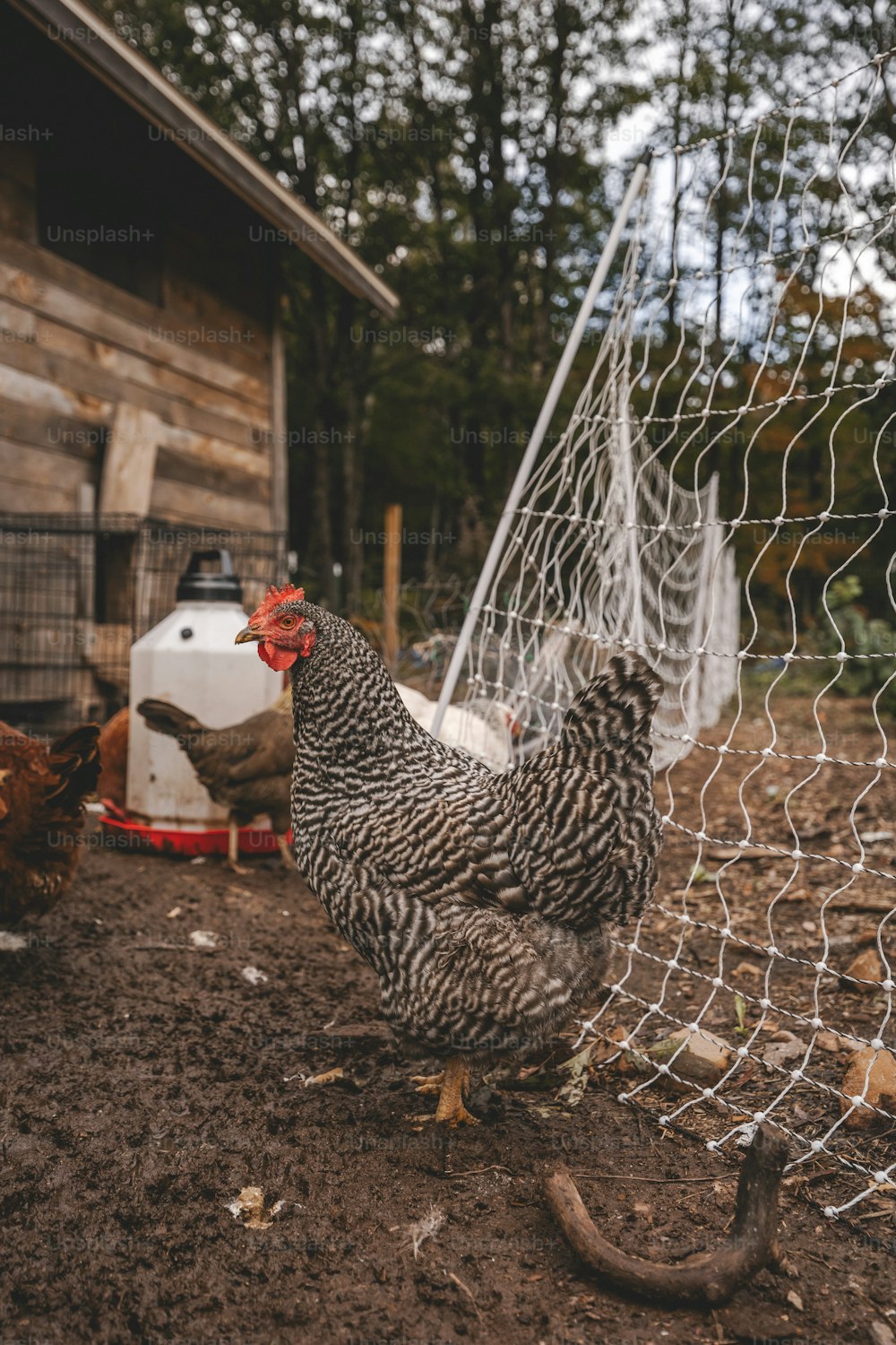 a couple of chickens standing next to a chicken coop