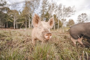 un maiale che sta in piedi nell'erba