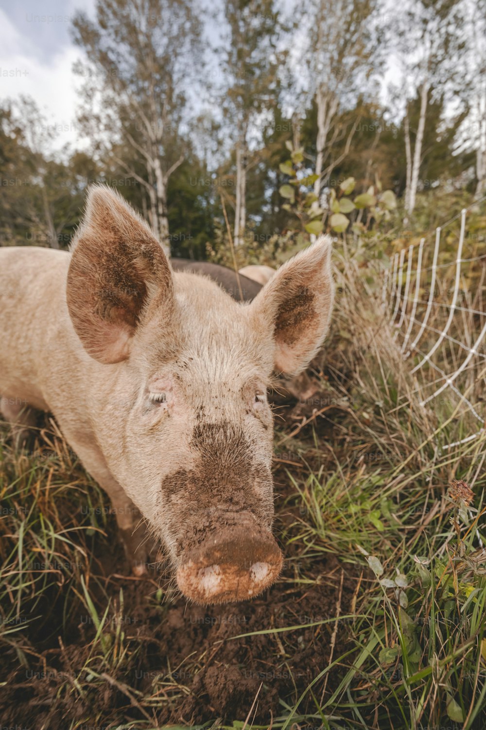 um pequeno porco está de pé na grama