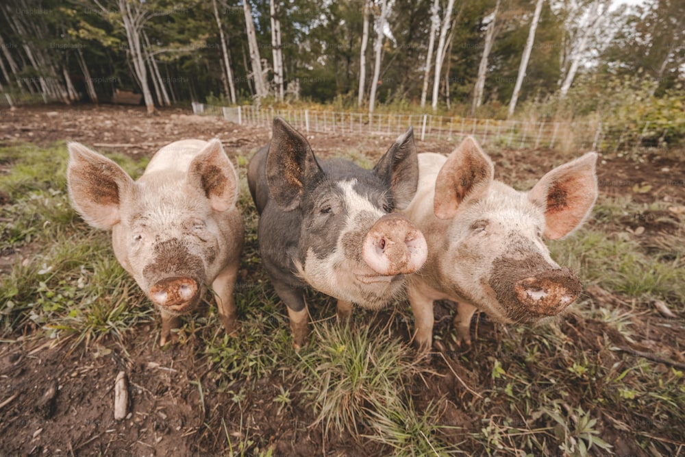 three pigs standing next to each other in a field