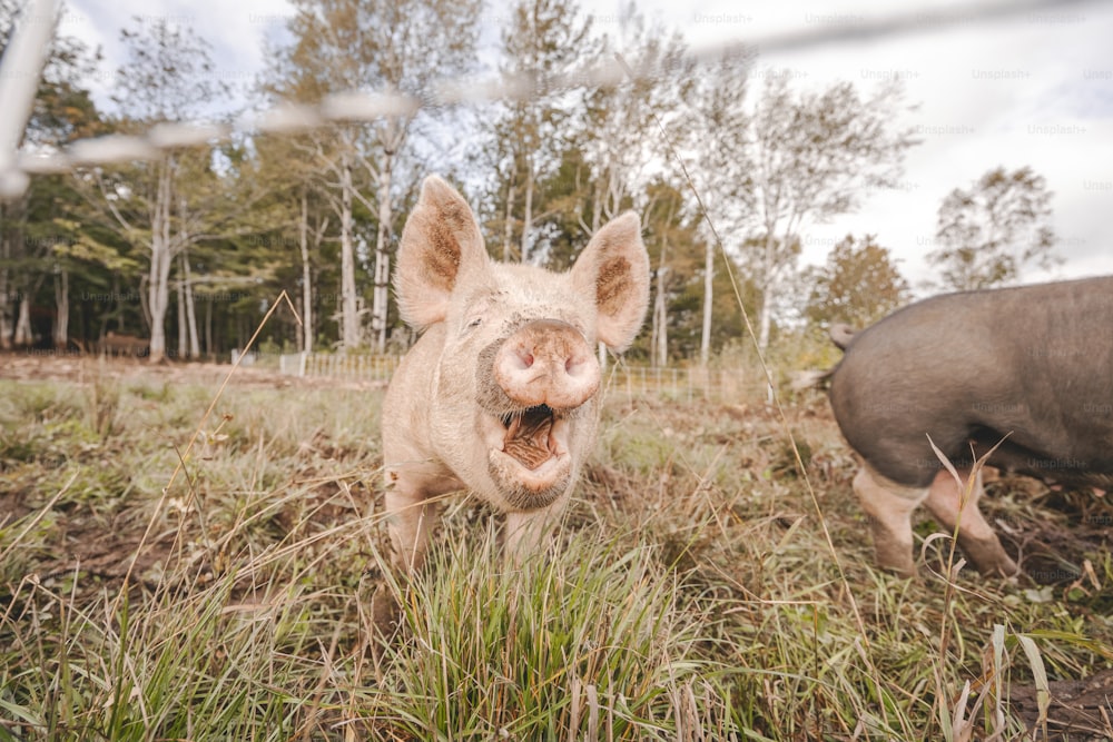 Un cerdo que está parado en la hierba