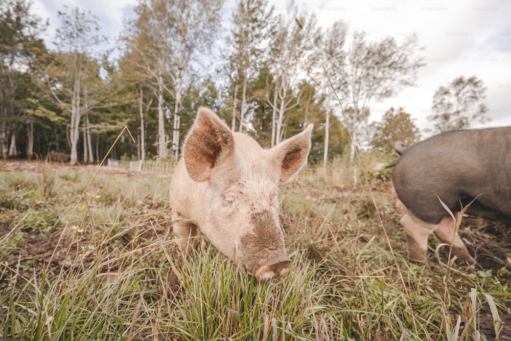 um porco que está de pé na grama
