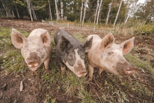 três porcos estão de pé na grama perto um do outro