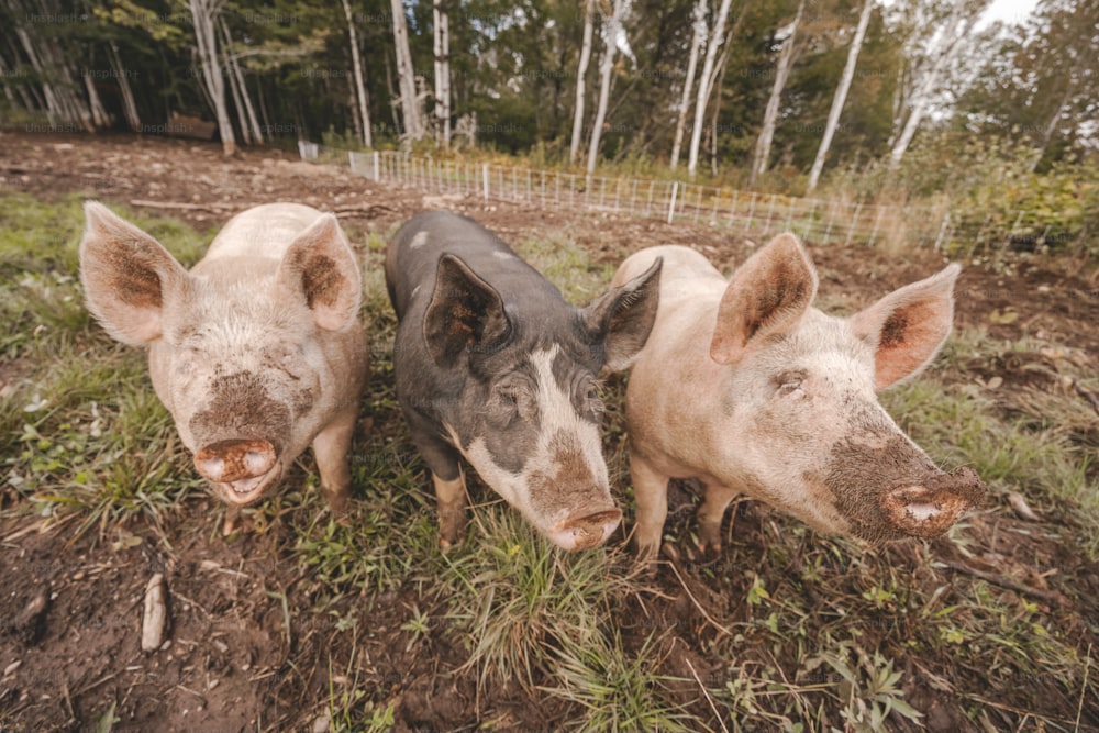 3匹の豚が近くの草の中に立っています