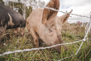 a small pig standing next to a barbed wire fence
