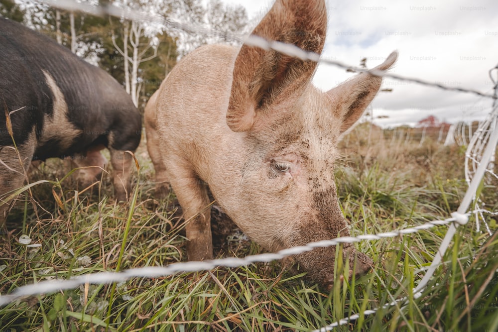 Un pequeño cerdo parado junto a una cerca de alambre de púas