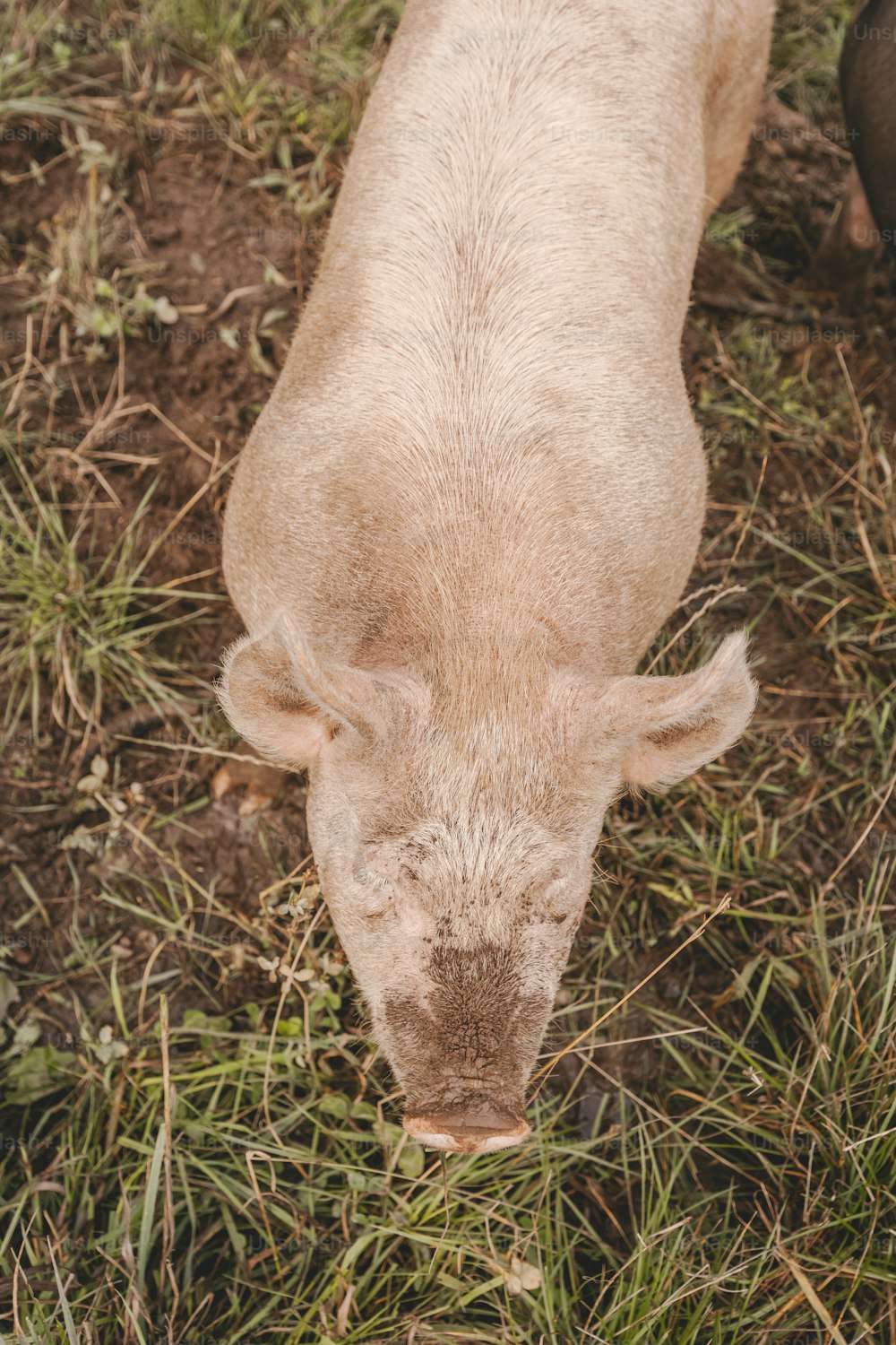 una piccola mucca in piedi in cima a un campo verde lussureggiante