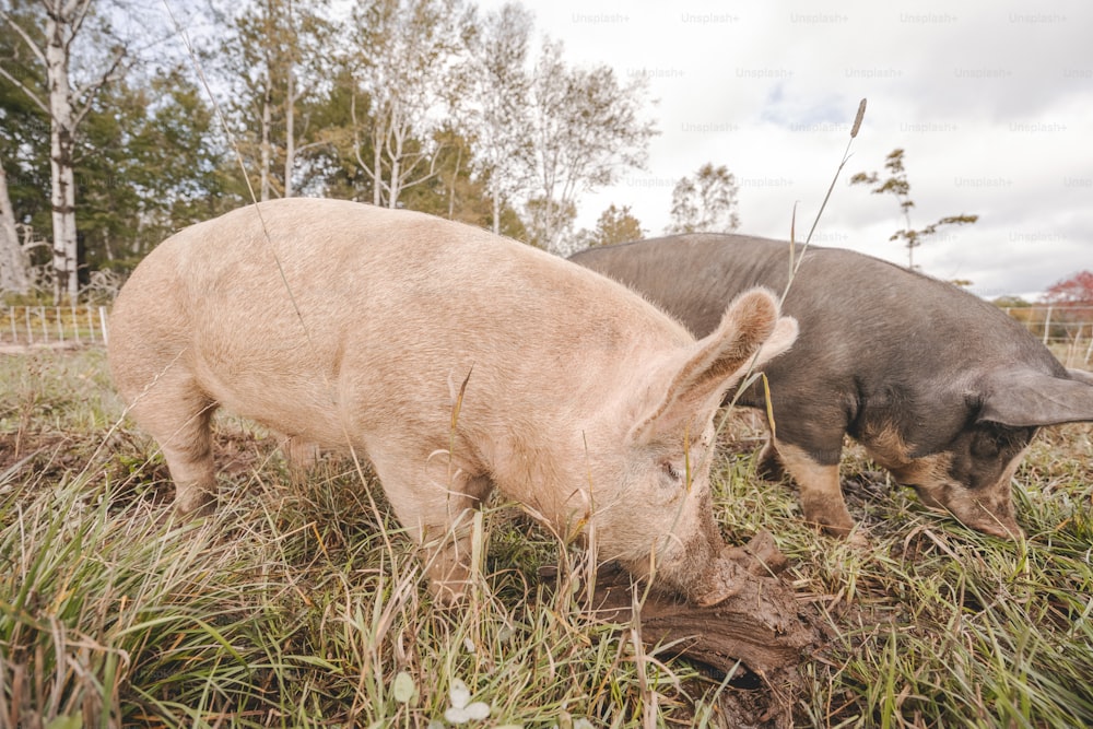 un paio di maiali in piedi in cima a un campo coperto di erba