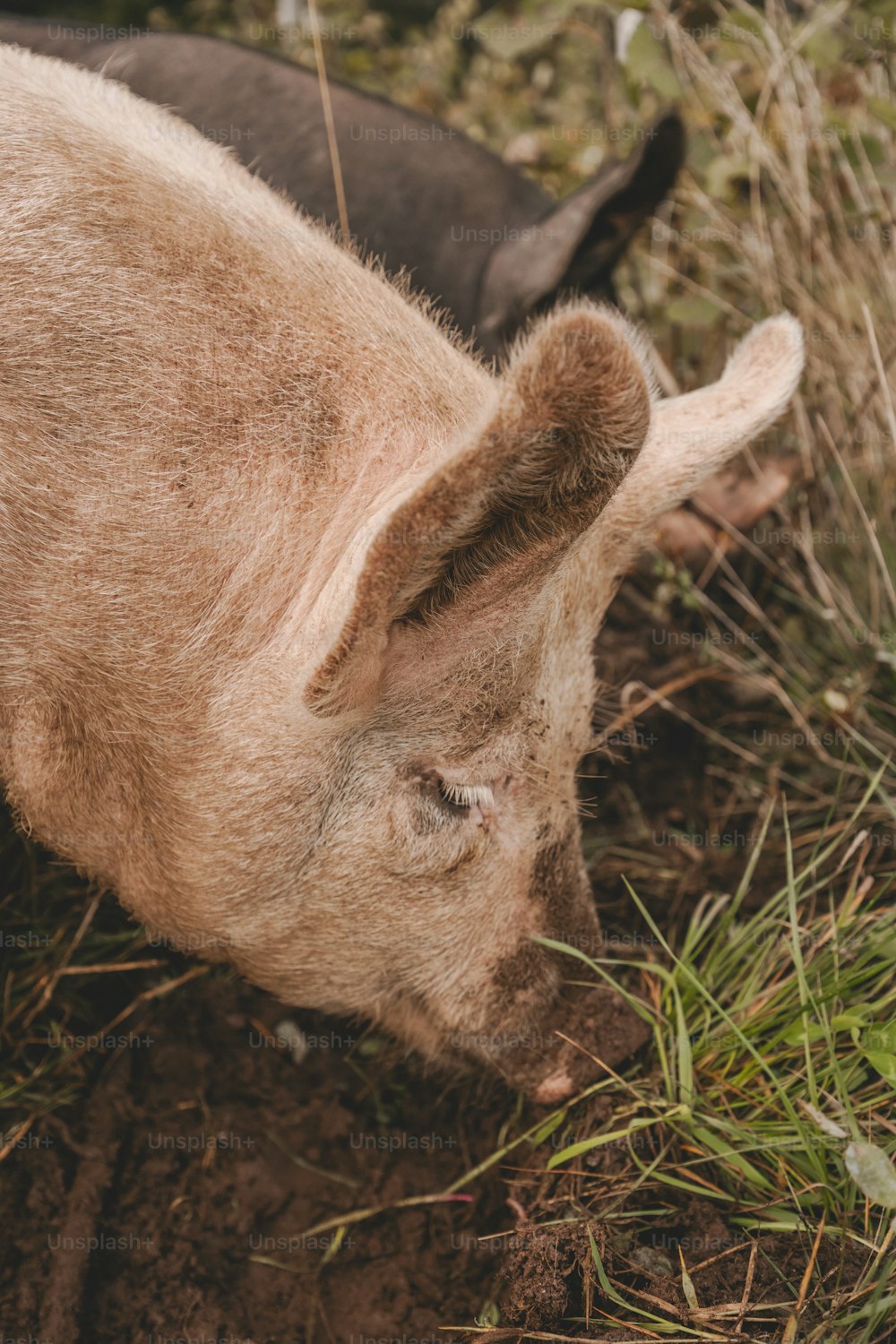 Ein kleines Schwein, das auf einem üppig grünen Feld steht