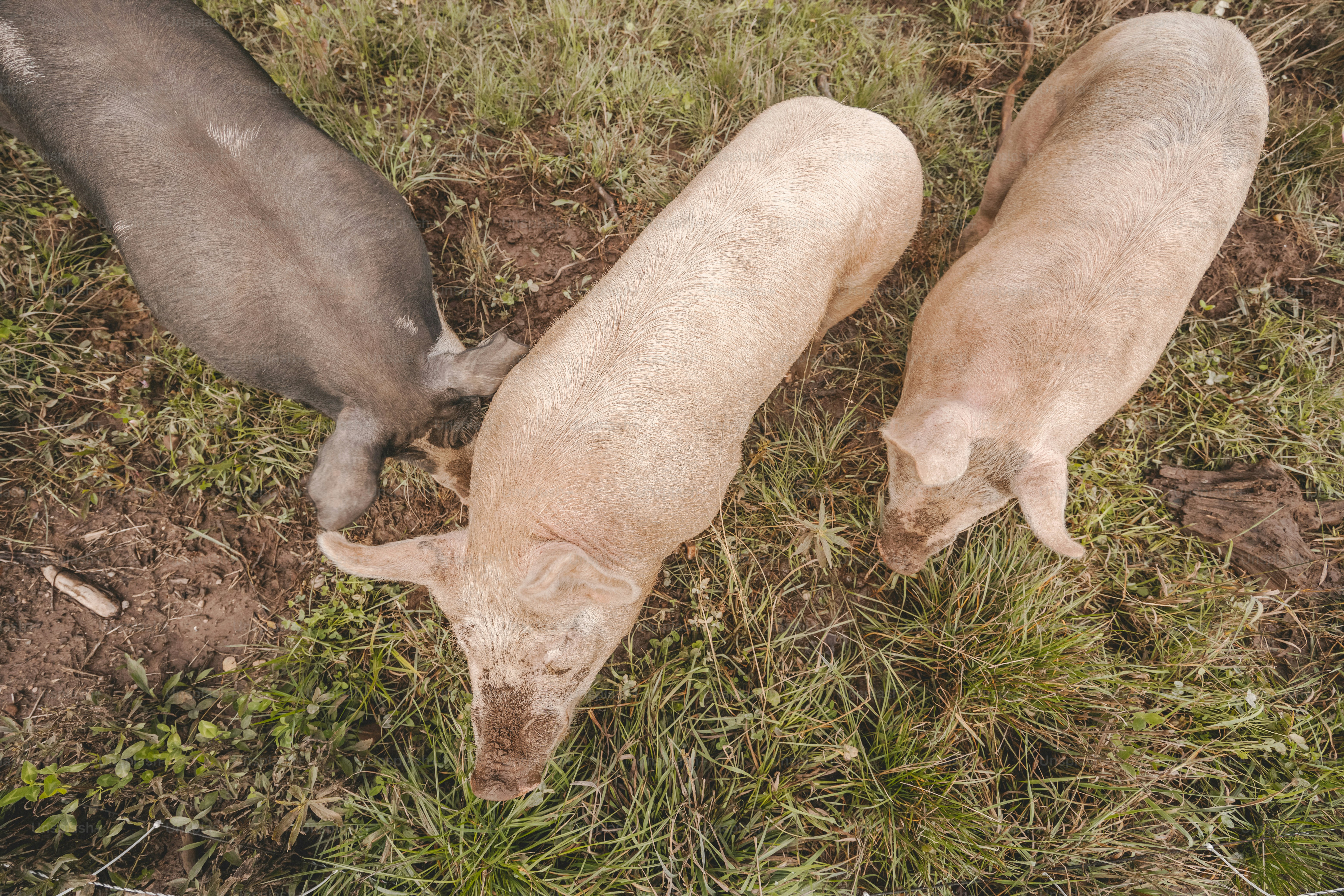 Cerditos graciosos comiendo en la granja, image size:3000x2000