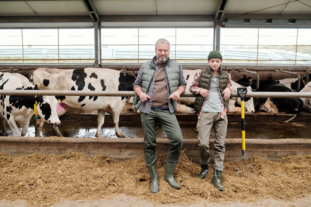 Mature man and teenage boy in workwear standing by large paddock with herd of milk cows in farm and preparing fresh feed for livestock