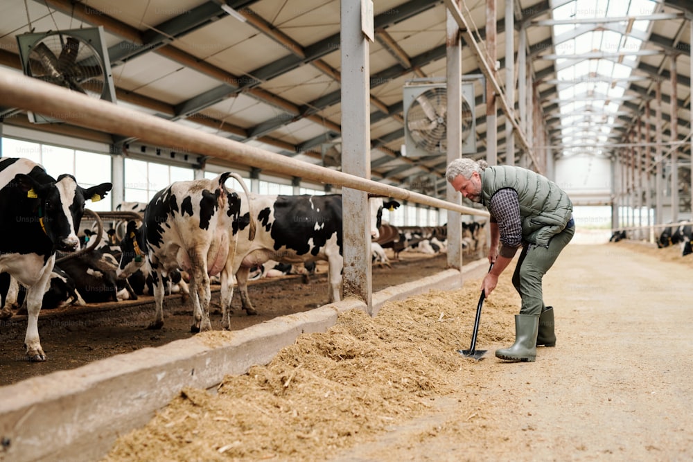 Mature grey-haired male owner of animal farm preparing livestock feed for cows while standing by paddock with cattle against long aisle