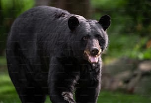 Um retrato de urso negro na floresta.