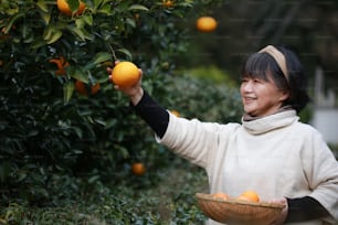 Senior woman harvesting tangerines