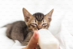 Persone che nutrono il gattino sveglio appena nato con una bottiglia di latte su seta morbida bianca