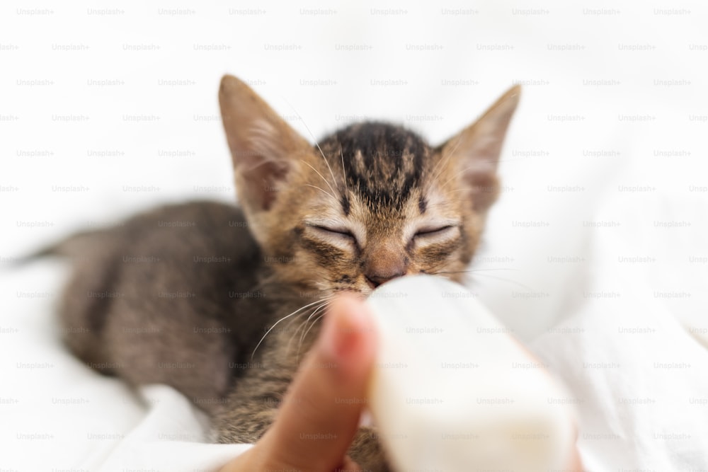 Menschen, die neugeborene niedliche Kätzchenkatze mit einer Flasche Milch über weiße weiche Seide füttern