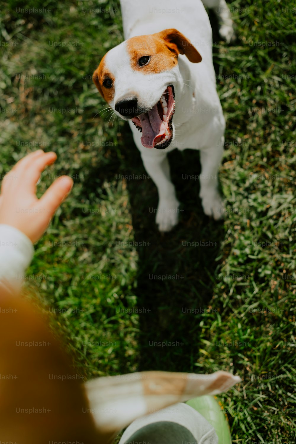 a dog yawns while a person holds his hand out