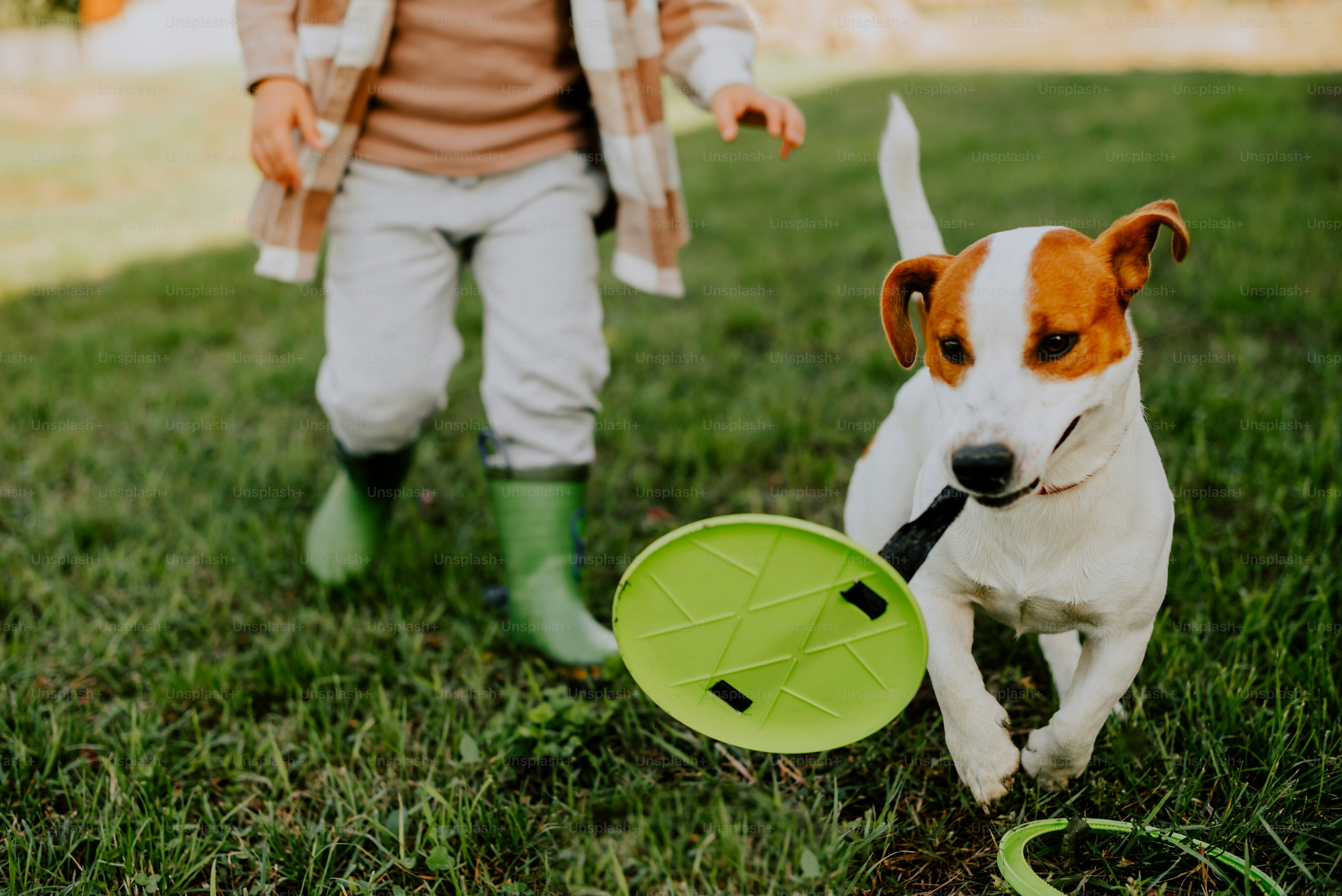 a dog running with a frisbee in it's mouth