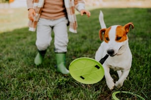 Un chien qui court avec un frisbee dans la gueule