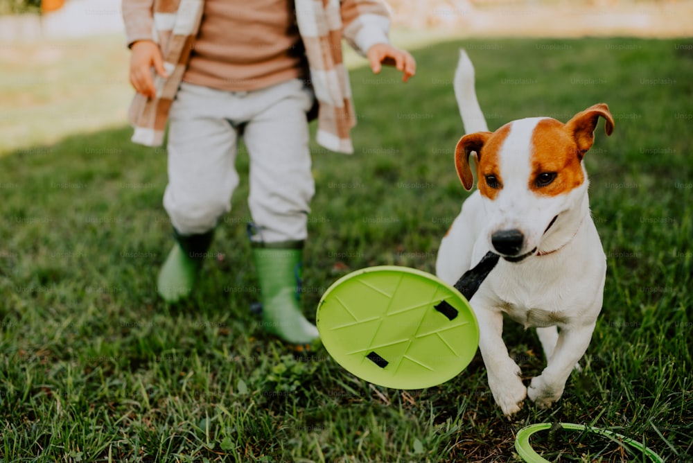 um cachorro correndo com um frisbee na boca