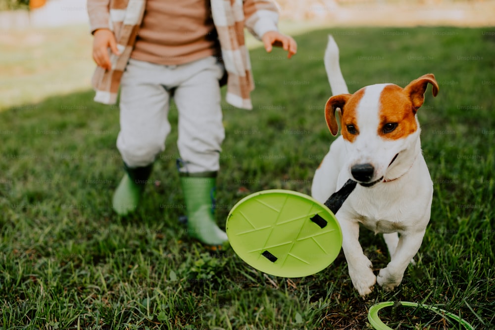 a dog running with a frisbee in it's mouth