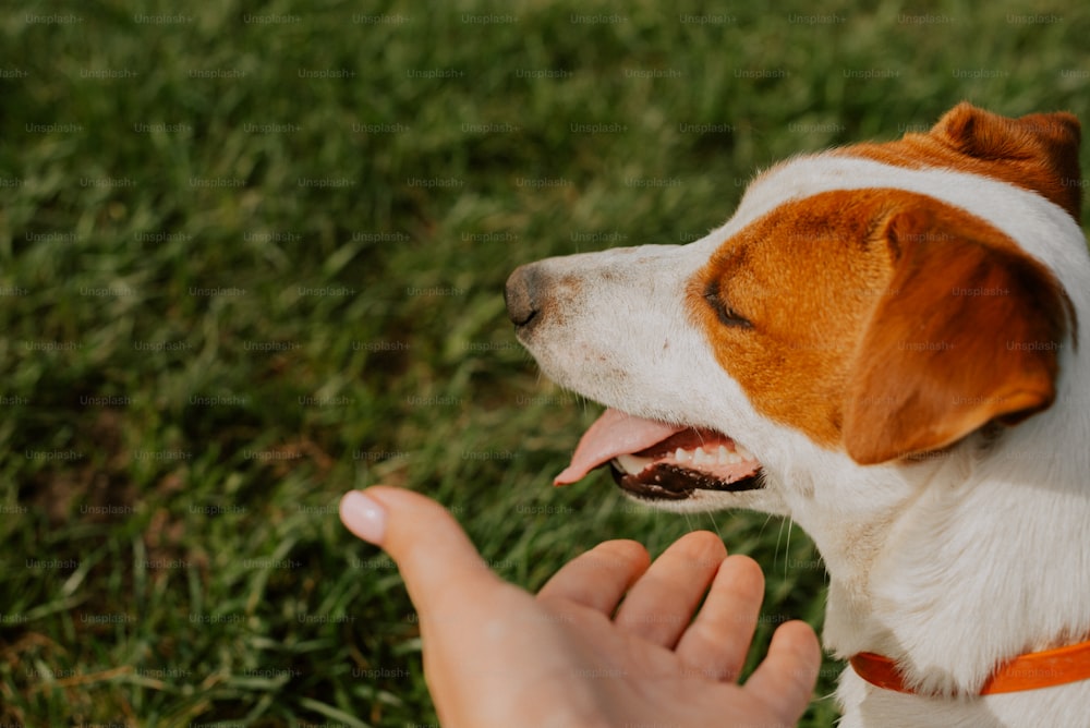 a person petting a brown and white dog on top of a lush green field