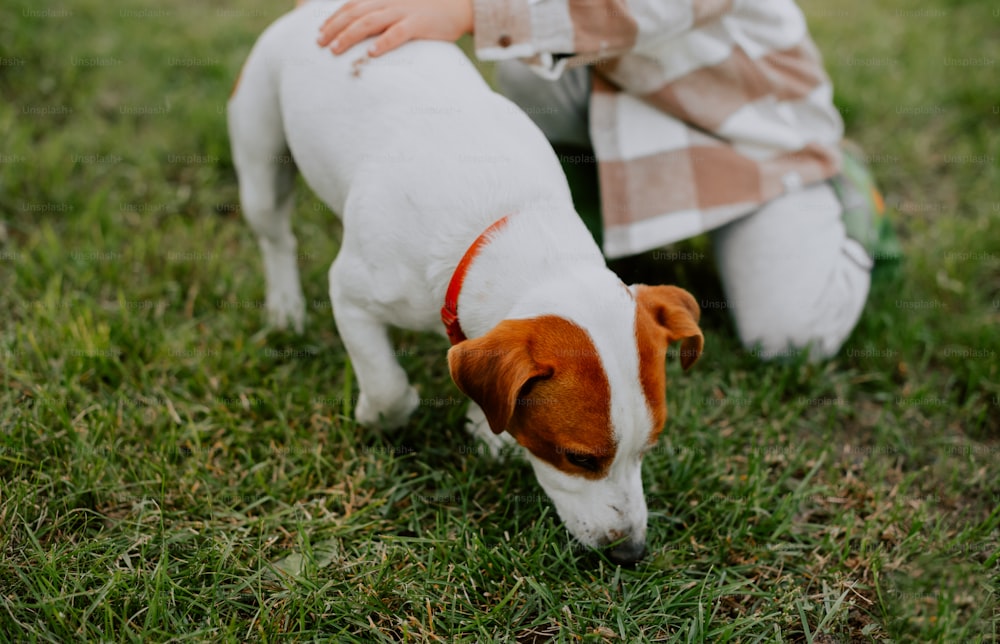 a little boy kneeling down next to a white and brown dog