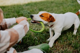 Un pequeño perro blanco y marrón sosteniendo un frisbee en su boca