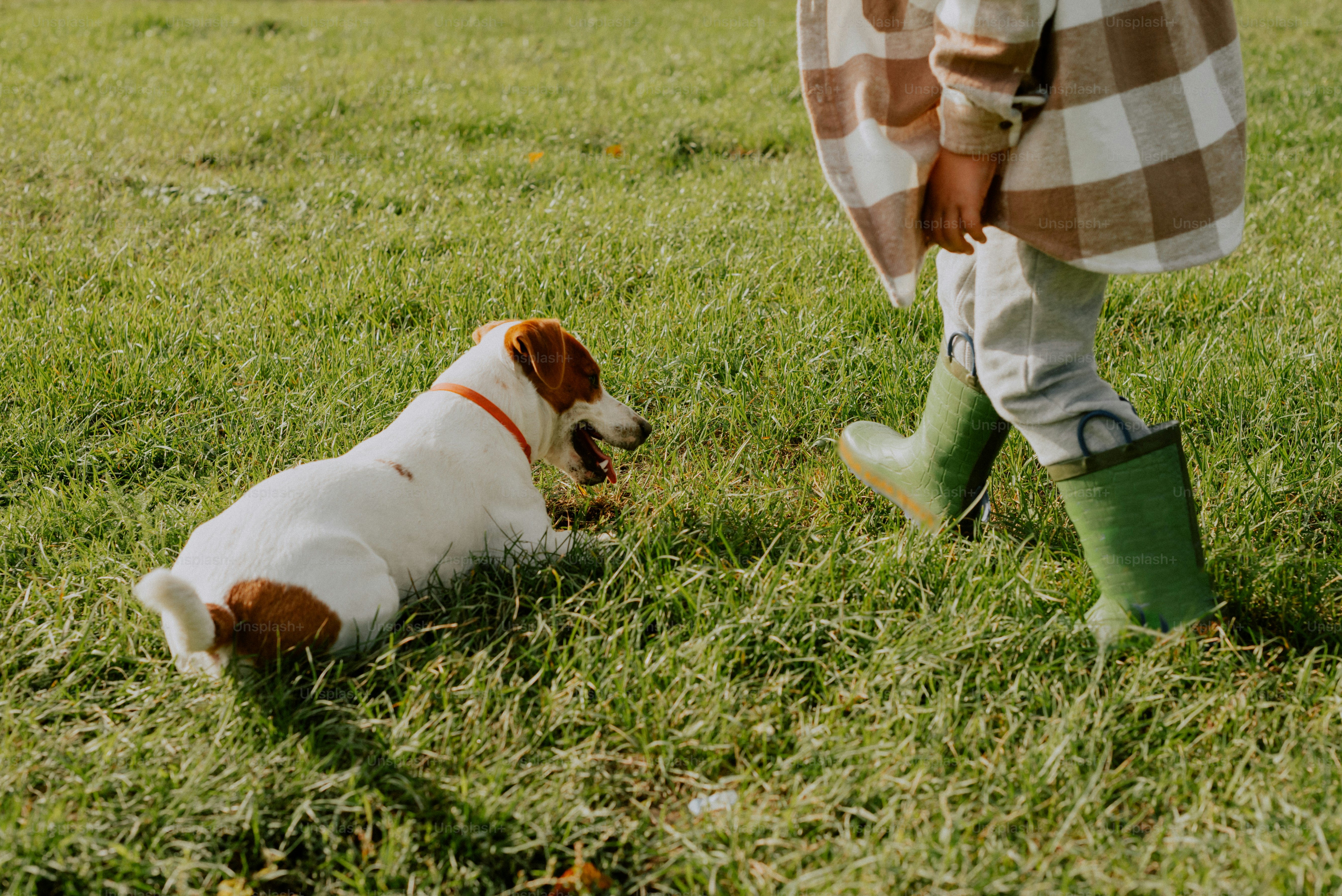 a small dog laying on top of a lush green field
