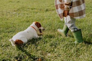 a small dog laying on top of a lush green field