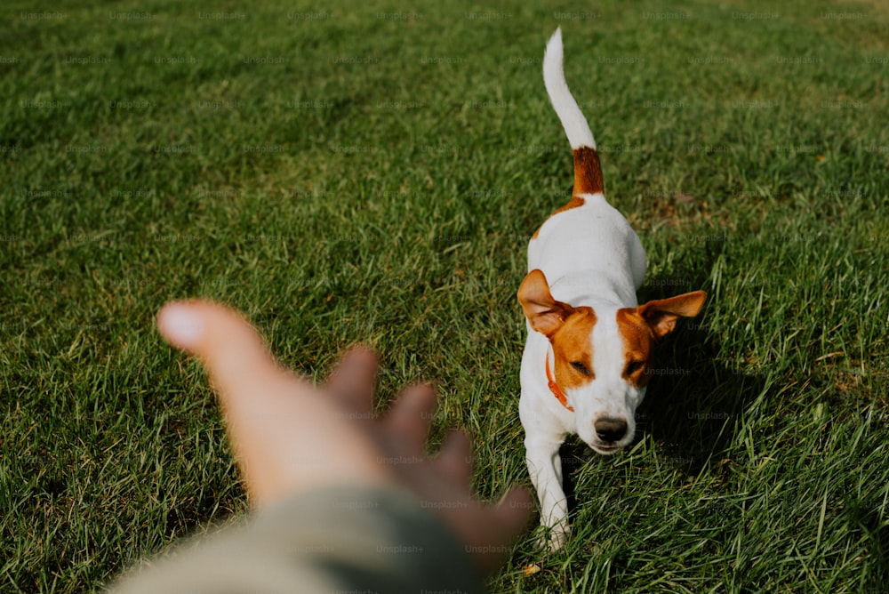 a small white and brown dog standing on top of a lush green field