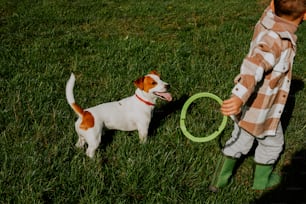 a little boy playing with a dog in the grass