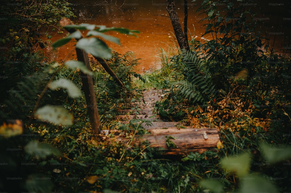 Un camino a través de un bosque con muchos árboles