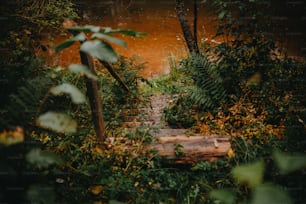 a path through a forest with lots of trees