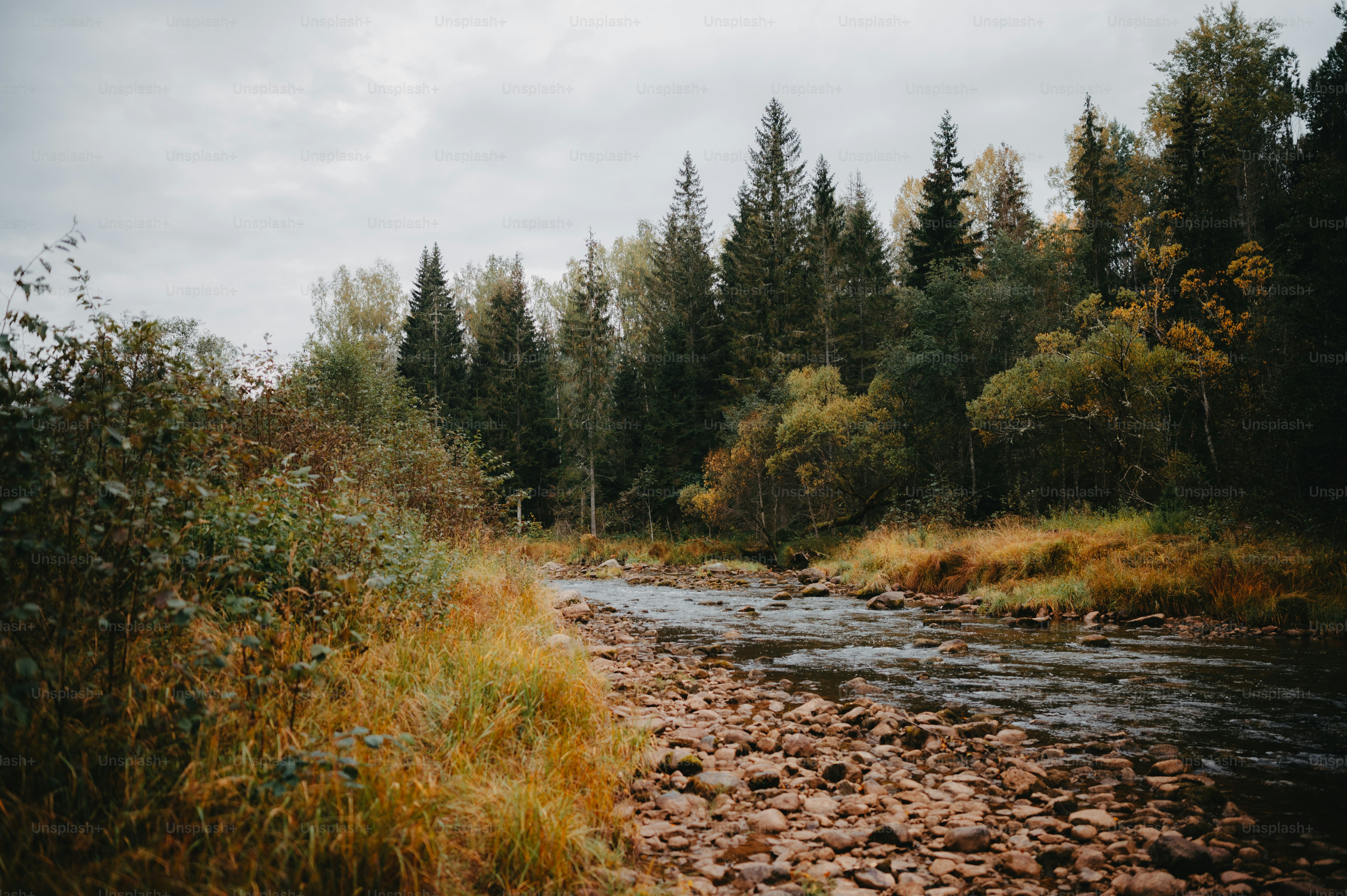 Ein Fluss, der durch einen üppigen grünen Wald fließt