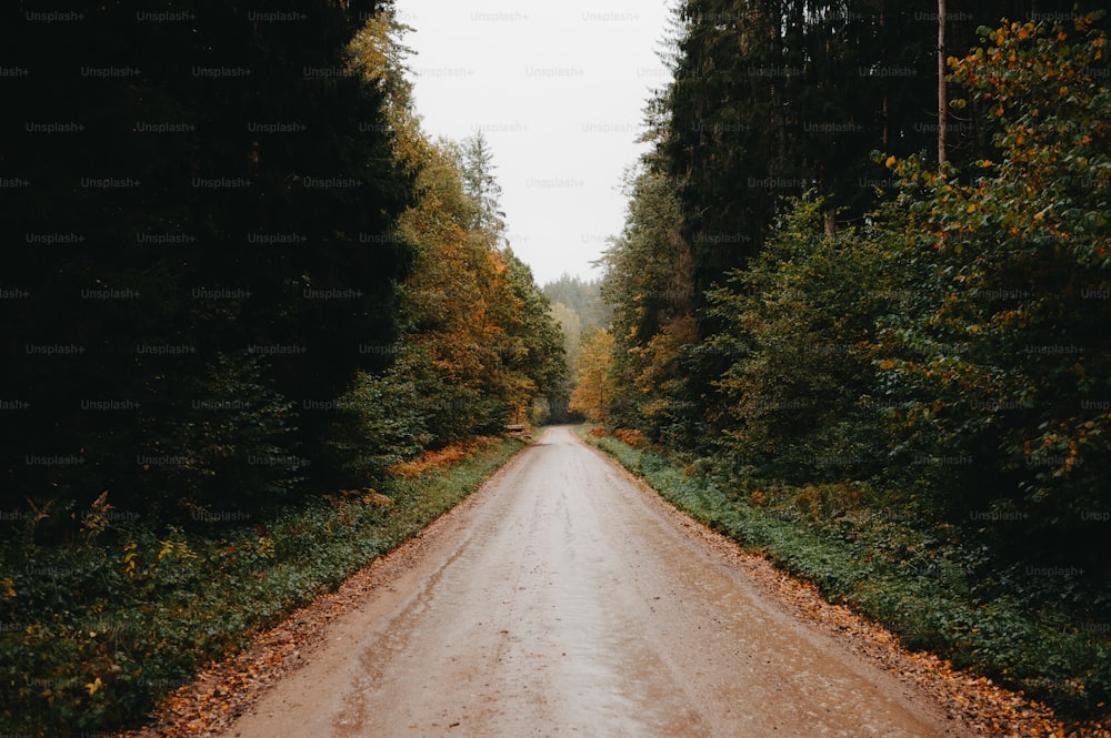 Un camino de tierra en medio de un bosque